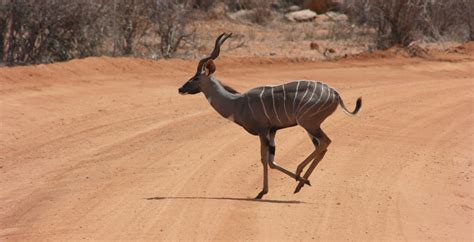 Safaris in Tsavo East National Park, Kenya - Journeys by Design