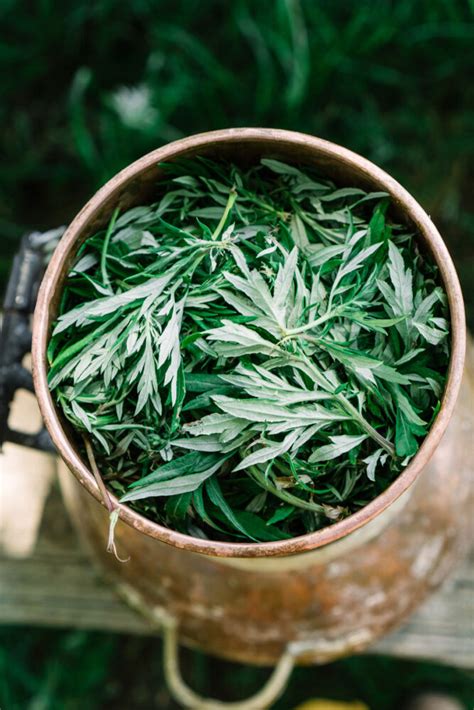 How to Use Mugwort for Dreams, Sleep, and More – Herbal Academy