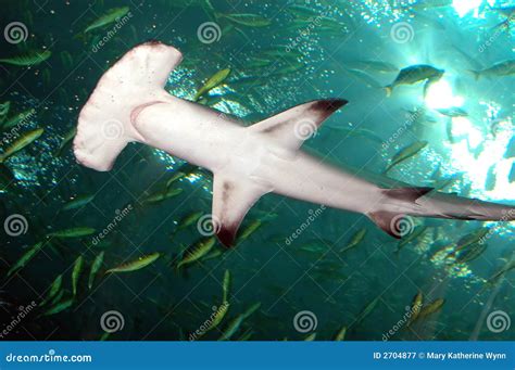 Hammerhead Shark In The Aquarium. The Great Hammerhead Sphyrna Mokarran Is The Largest Species ...