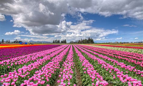 Tulip festival in Mount Vernon, Washington | Online gallerie… | Flickr