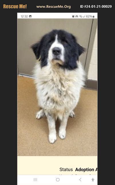 ADOPT 24012100029 ~ Great Pyrenees Rescue ~ California