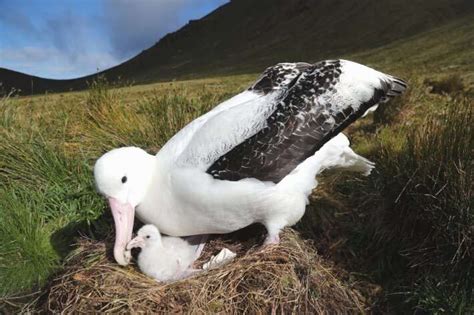 Albatross populations are declining due to invasive mouse species