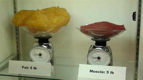 Fat vs. Muscle - Dexter Training Concepts