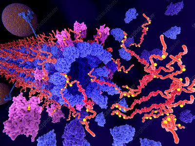 Tau protein in Alzheimer's disease, illustration - Stock Image - F022 ...