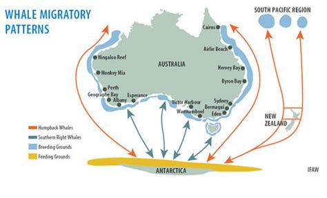 Turis Kece: Whale Watching Sydney