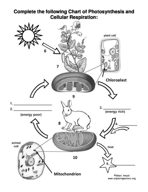 Photosynthesis And Cellular Respiration Sheet