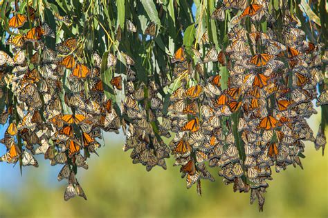 Clustering Monarch Butterflies, Natural Bridges State Park, Santa Cruz ...