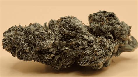 Italian Ice Strain Review & Info: Effects, Flavors & Growing Tips – Hey ...