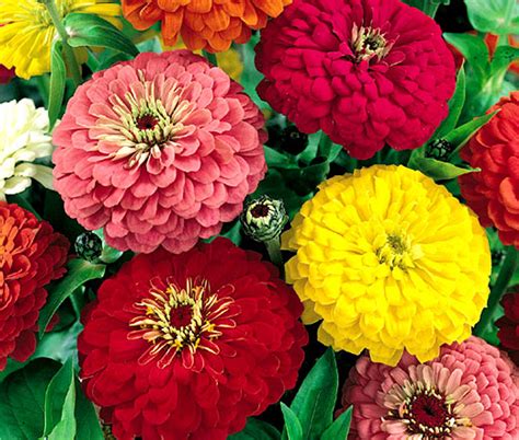 Zinnia Cactus Mix Zinnia Elegans Seeds