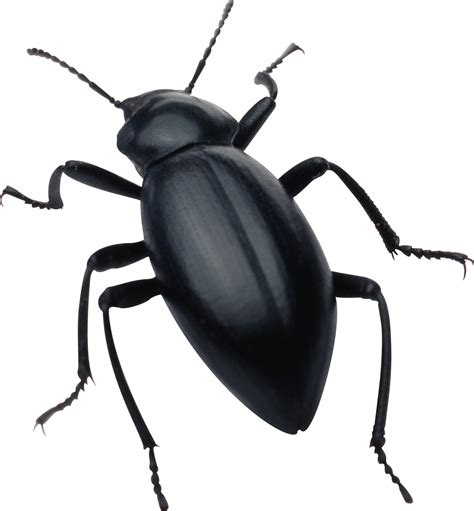 black bug PNG image