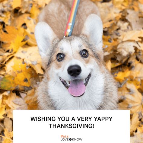 11 Happy Thanksgiving Dog Memes for Maximum Tail-Wags | LoveToKnow Pets