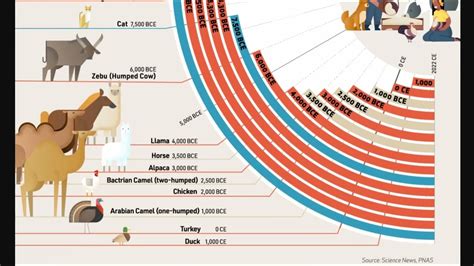 The Domestication of Animals, Timeline - YouTube