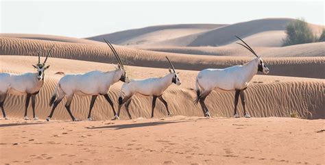 The Oryx of Arabia: Back from the Brink - Travelogues from Remote Lands