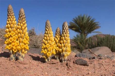 Cómo es el desierto del Sahara y sus características