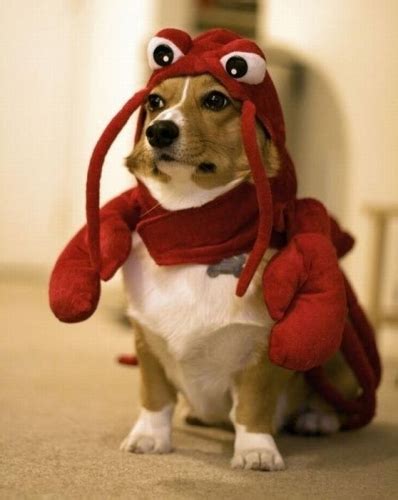 Anorak News | Corgis In Halloween Costumes: Photos By Royal Appointment