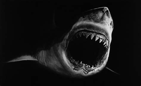 Hyper-Realistic Charcoal Shark Drawings | Shark drawings, Shark drawing, Robert longo