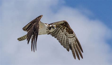 Osprey Bird - Facts, Information & Pictures