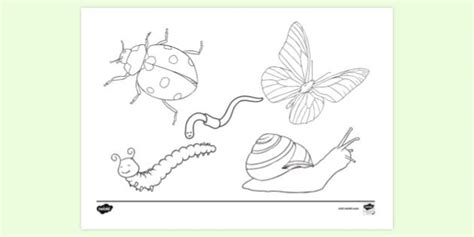 FREE! - Printable Bug Colouring Page | Colouring Sheets | Twinkl