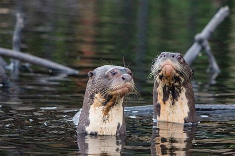 What Is a Group of Otters Called? - A-Z Animals