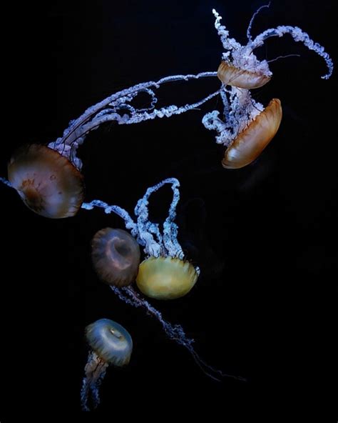 Aquarium Jellyfish Sea Jellies - Free photo on Pixabay - Pixabay