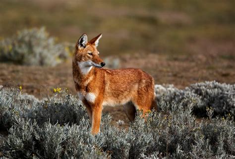 Let's Draw Endangered Species! : ): Ethiopian Wolf