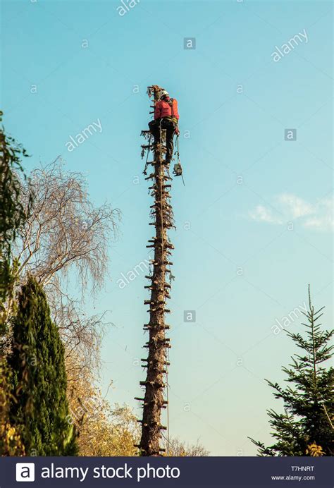 Mike Tomlin coaching tree...