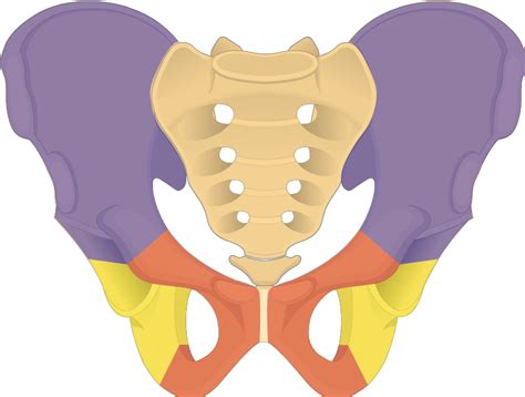 Osteologický kvíz - Dolní končetina - Bav se vědou