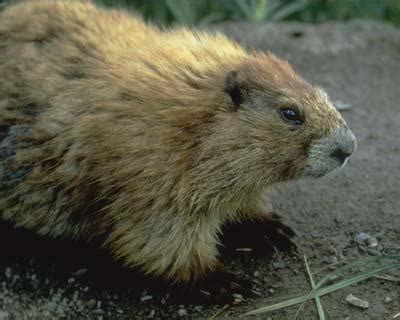 Olympic Marmot | Marmota olympus | Mammal