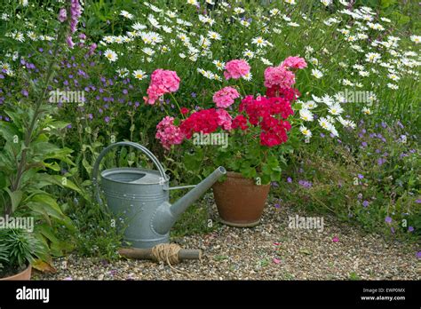 Garden still life with geraniums daises and garden tools Stock Photo ...