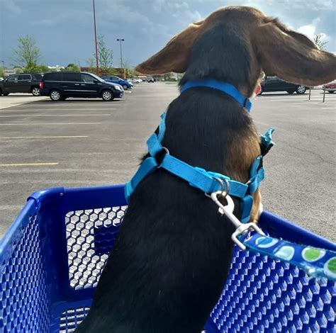 My beagle baby! Such floppy ears! : r/beagle