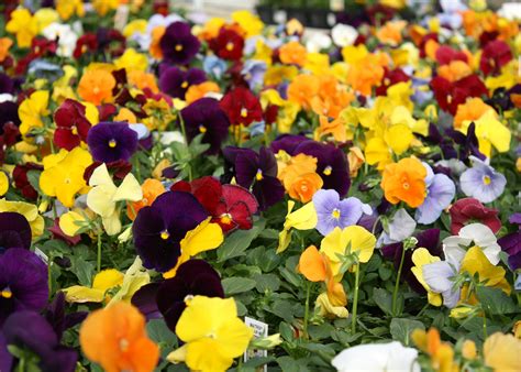 Select Matrix, Delta pansies for pretty winter landscapes | Mississippi ...