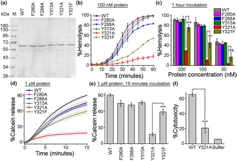 Mutation of Y321A within the pore‐forming motif of VCC compromises the... | Download Scientific ...