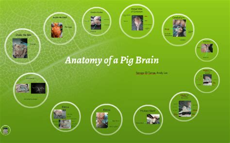 Anatomy of a Pig Brain by Andy Lac on Prezi