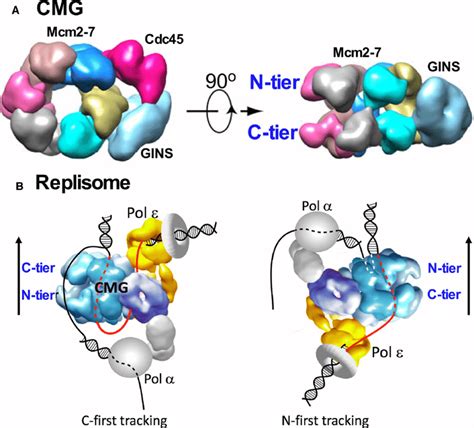 CMG helicase and replisome structure. (A) At the left is a top down... | Download Scientific Diagram