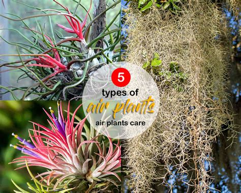 5 types of air plants for your home | air plants care - Naturebring