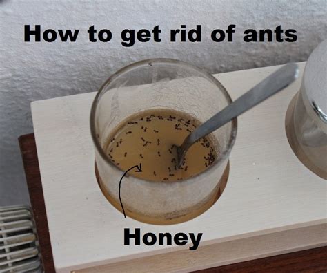 Ant trap - How to get rid of ants : lifehacks