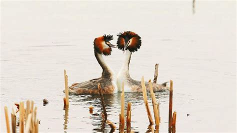 The great crested grebe's mating dance at Beijing's Summer Palace - CGTN