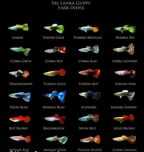 Guppy Fish Types & Species - Color Variants Diagram | Freshwater aquarium fish, Guppy fish ...