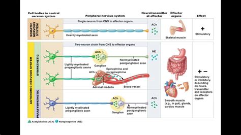 Nervous System Neurotransmitters