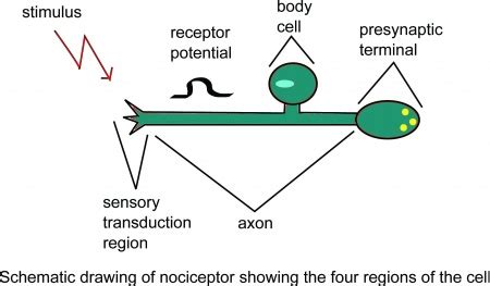 Pain Mechanisms - Physiopedia