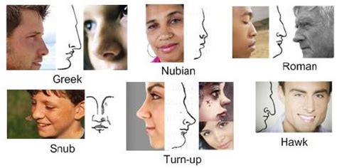 Top 6 Common Nose Shapes - New Theory Magazine