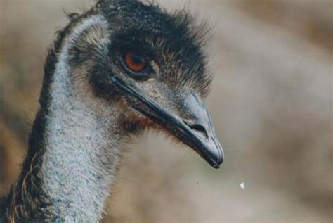 Emu Farming at best price in Surat | ID: 7800532433