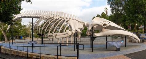 Blue Whale Skeleton | Santa Barbara Museum of Natural History