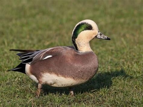 Hen Widgeon Mount