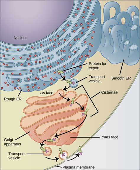 Vesicles and Vacuoles, Lysosomes, and Peroxisomes – Mt Hood Community College Biology 101