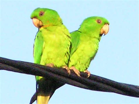 Green Parakeet