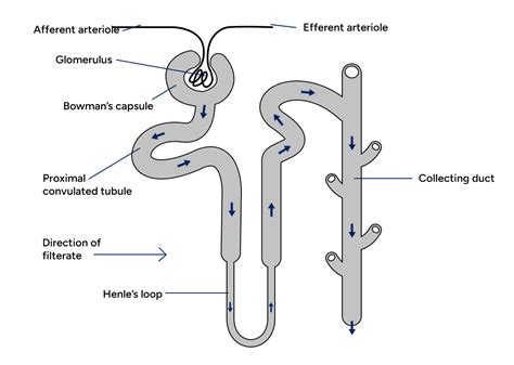 What is Nephron? - Structure, Functions, Types | Tutoroot