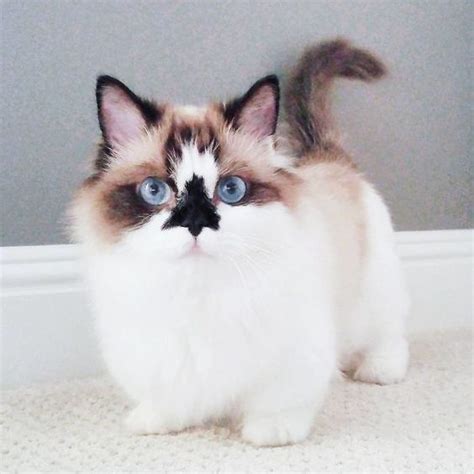 Owning a Munchkin Ragdoll Cat: Everything You Need To Know - Kitty Devotees