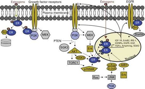 Cross-talk between estrogen receptor (ER) and growth factor receptor... | Download Scientific ...