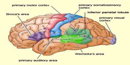 Visual Cortex - Assignment Point